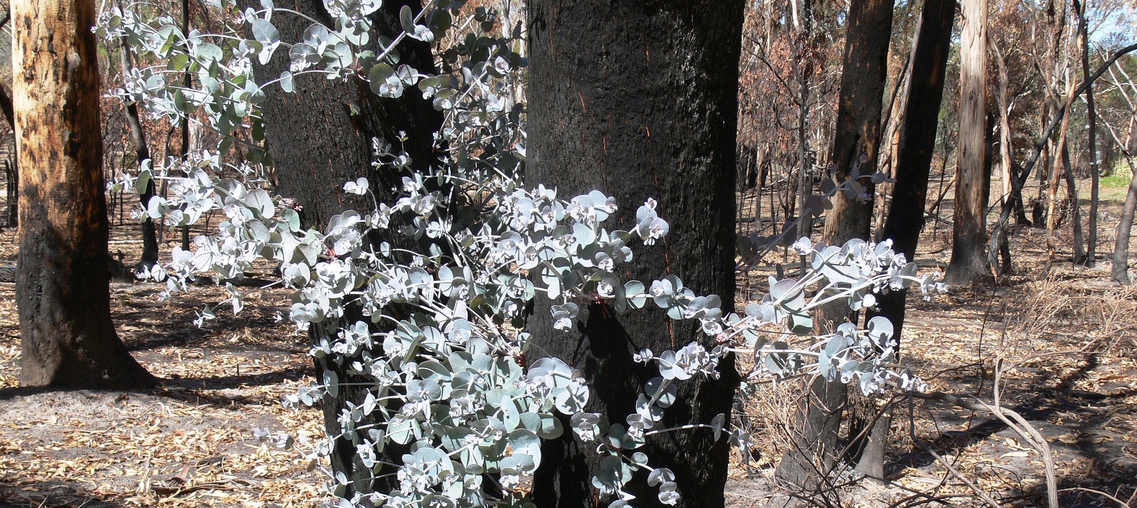 Bushcare Workshop